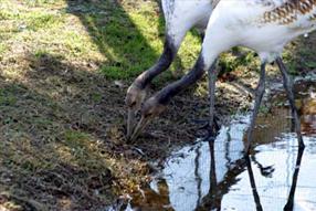 未知の餌(ギンブナ)を力を合わせて研究するキボウとタンタンの画像