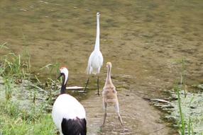 タンチョウ日記7の画像4