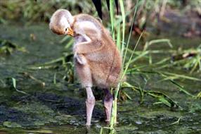 タンチョウ日記7の画像6