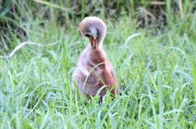 タンチョウ日記7の画像8