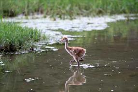 タンチョウ日記7の画像9