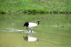 タンチョウ日記7の画像10