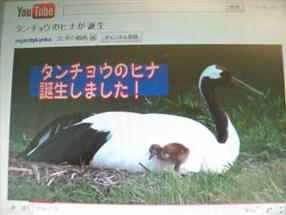 タンチョウのヒナ動画の画像
