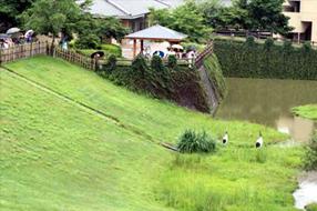 タンチョウ日記7の画像16