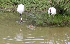 タンチョウ日記7の画像17