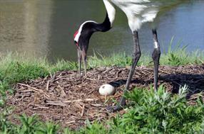 タンチョウ日記7の画像19