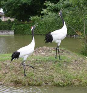 タンチョウ日記7の画像20