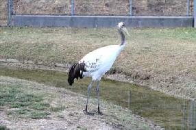 タンチョウ日記8の画像1