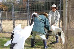 タンチョウ日記8の画像3