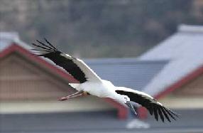 タンチョウ日記8の画像4