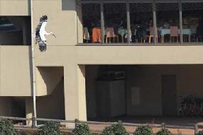 タンチョウ日記8の画像6