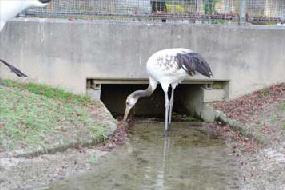 タンチョウ日記8の画像7