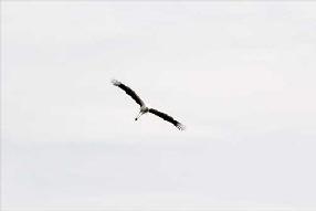 タンチョウ日記8の画像8