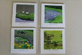 タンチョウ日記8の画像9