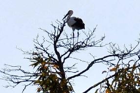 タンチョウ日記8の画像12