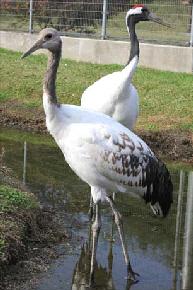 タンチョウ日記8の画像13