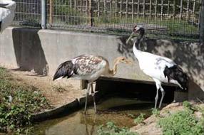 タンチョウ日記8の画像21