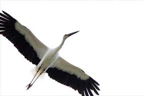 タンチョウ日記8の画像22