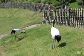 タンチョウ日記8の画像24