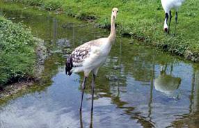 タンチョウ日記8の画像25