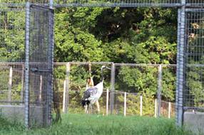 タンチョウ日記8の画像28