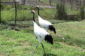 タンチョウ日記8の画像29