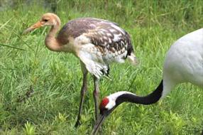 タンチョウ日記8の画像30