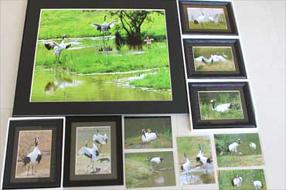 タンチョウ日記8の画像31