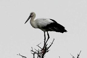 タンチョウ日記8の画像34