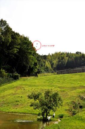 タンチョウ日記8の画像36