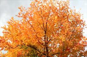 タンチョウ日記09の画像9