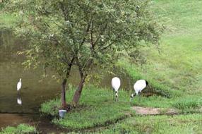  タンチョウ日記09の画像16