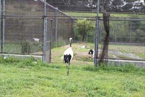  タンチョウ日記09の画像18