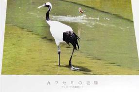 タンチョウ日記09の画像19