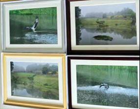 タンチョウ日記09の画像21