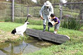 タンチョウ日記09の画像23