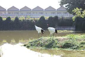 タンチョウ日記09の画像24