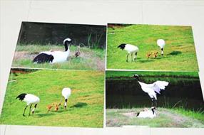 タンチョウ日記09の画像25