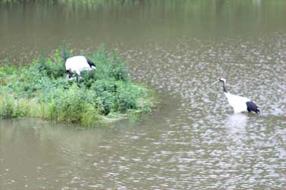タンチョウ日記09の画像26