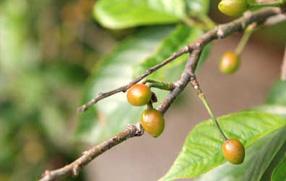 タンチョウ日記09の画像30