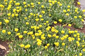 タンチョウ日記09の画像32