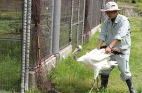 タンチョウ日記09の画像34