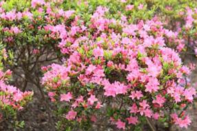 タンチョウ日記09の画像35