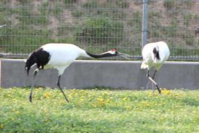 タンチョウ日記09の画像36