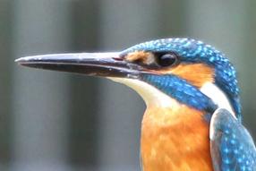 タンチョウ日記09の画像40