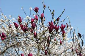 モクレン​の画像