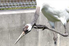 タンチョウ日記09の画像42