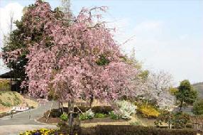 タンチョウ日記09の画像43