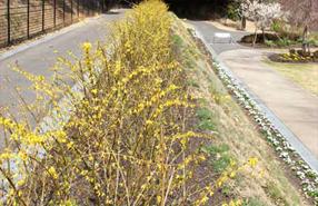 レンギョウの画像