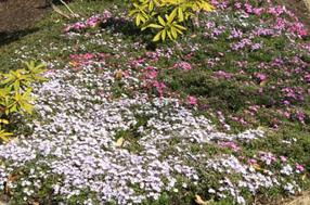 シバザクラの画像